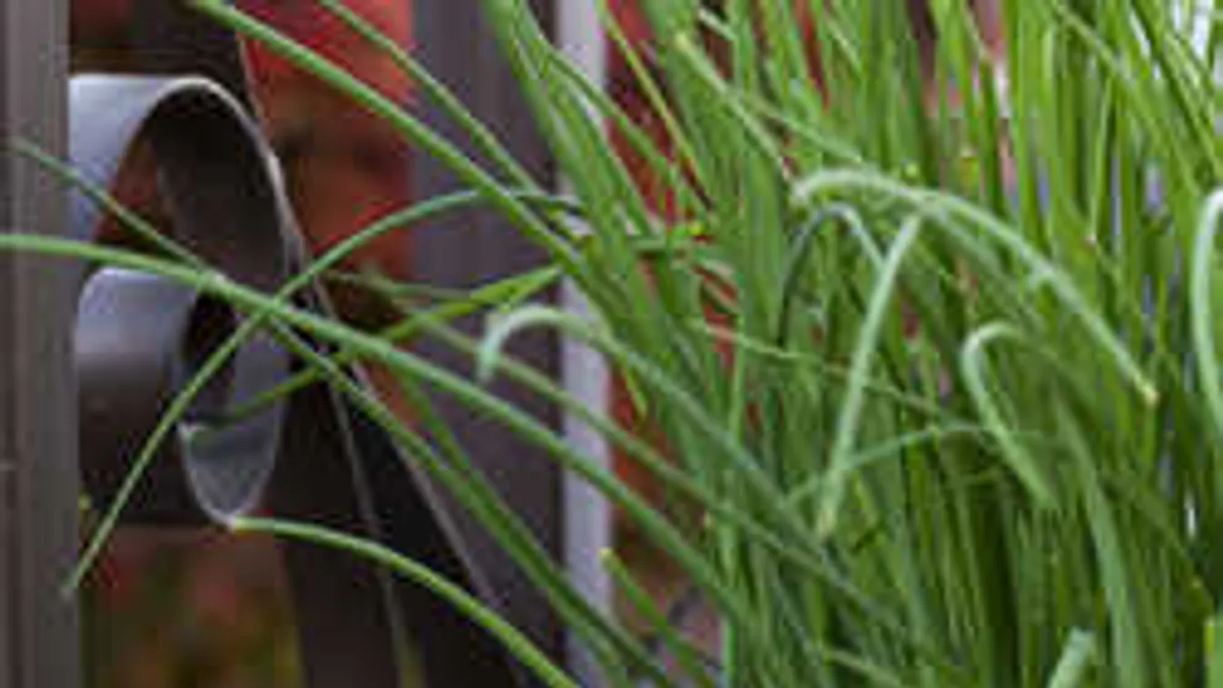 Ez a hagyma a tavasz sztárja, egyél belőle többet