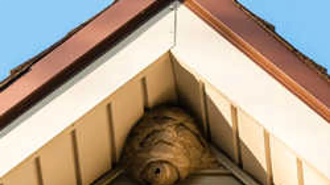 A poloska semmi, most új rovar támad! Így védekezzünk