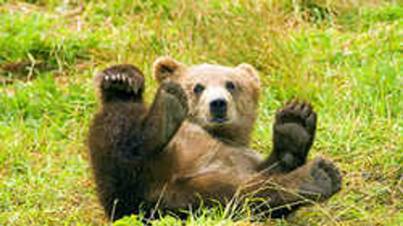 Csodálatos képsorok: alig pár centiről vették fel a medvecsaládot