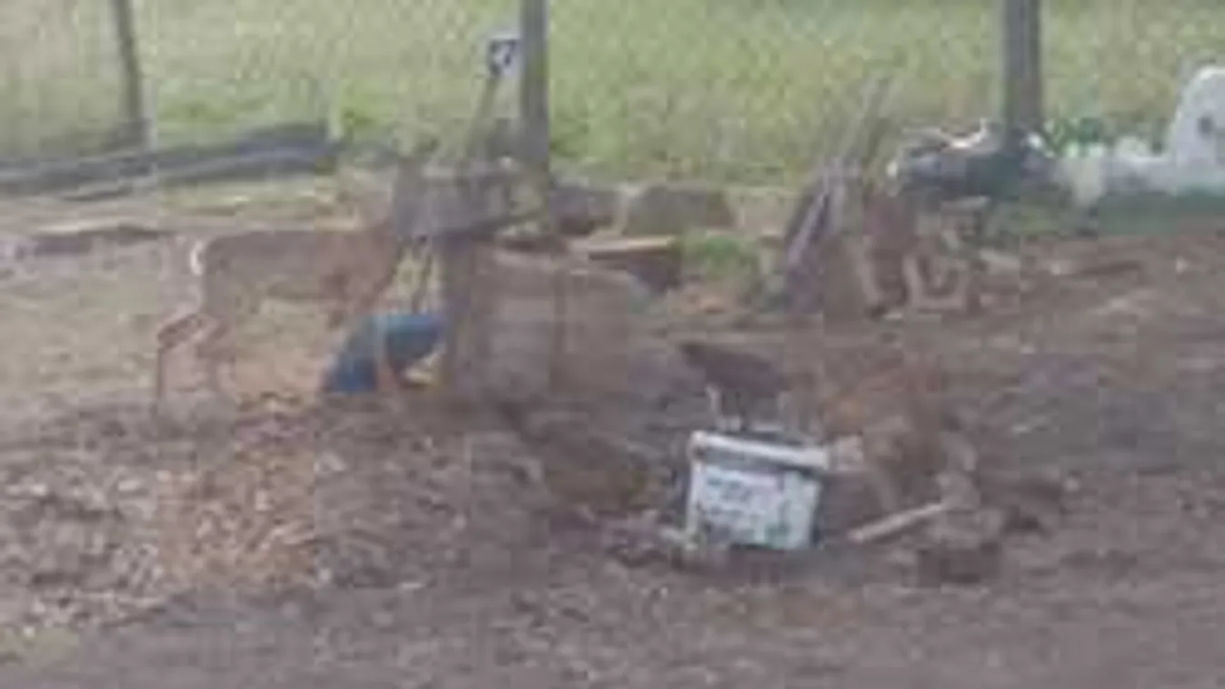 Döbbenet, mit tett az őzzel a férfi