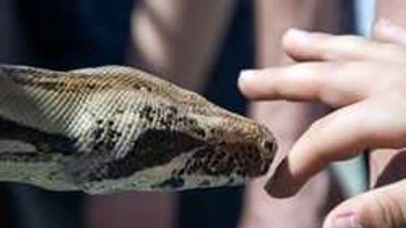 Ilyet még nem láttunk: Gigantikus kígyószörnyet fogtak be