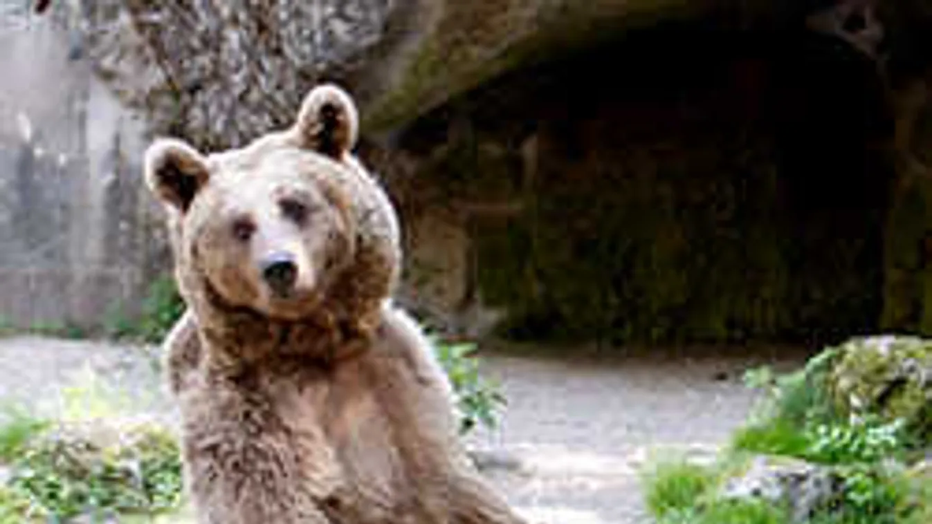 Megmenekülhet a gyilkos medve