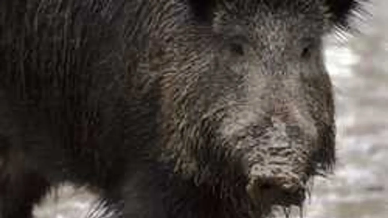 Hatalmas vaddisznók lepték el a miskolci lakótelepet, rettegnek az emberek az utcán