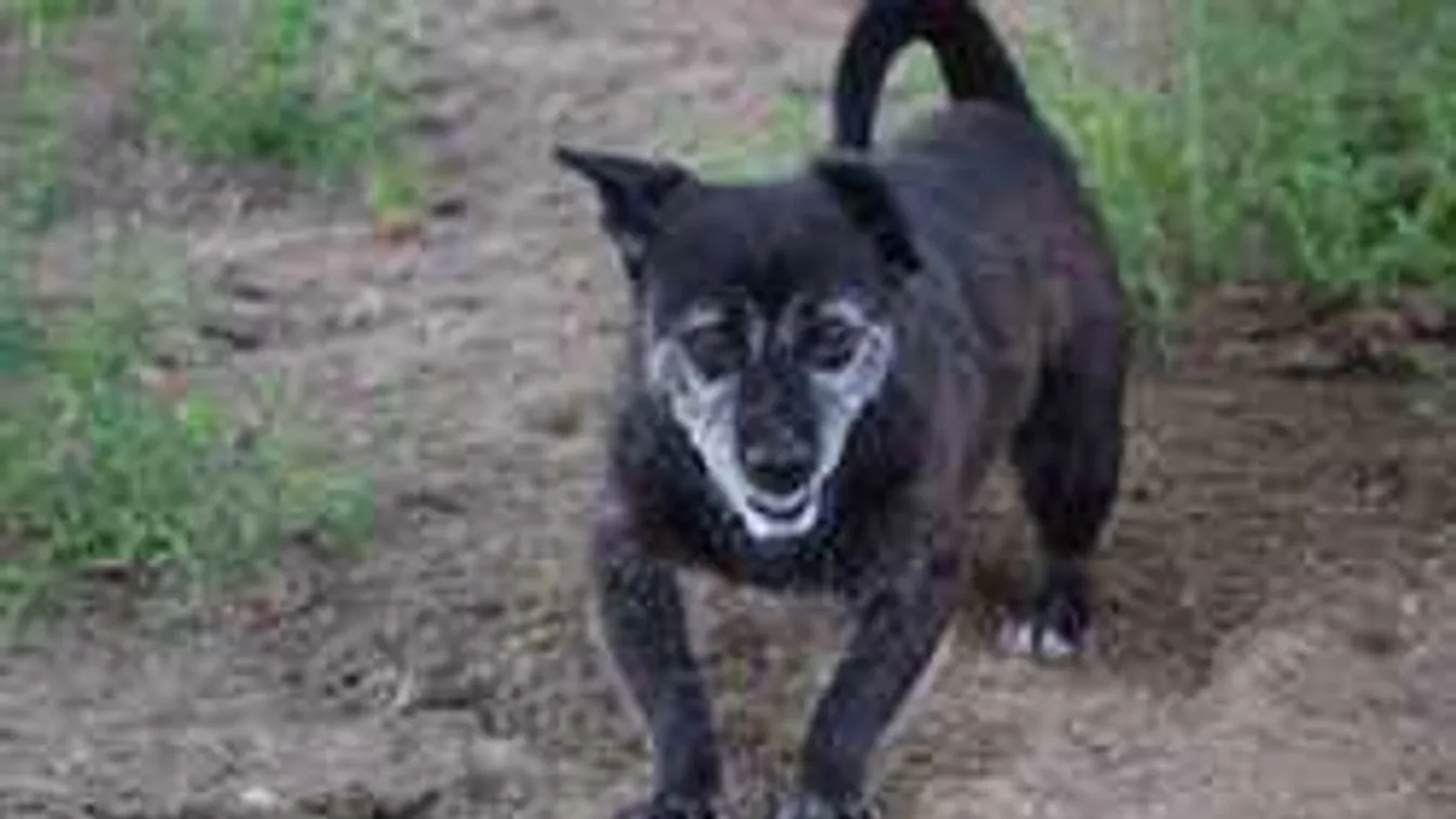 Keresik az ország legidősebb kutyáját