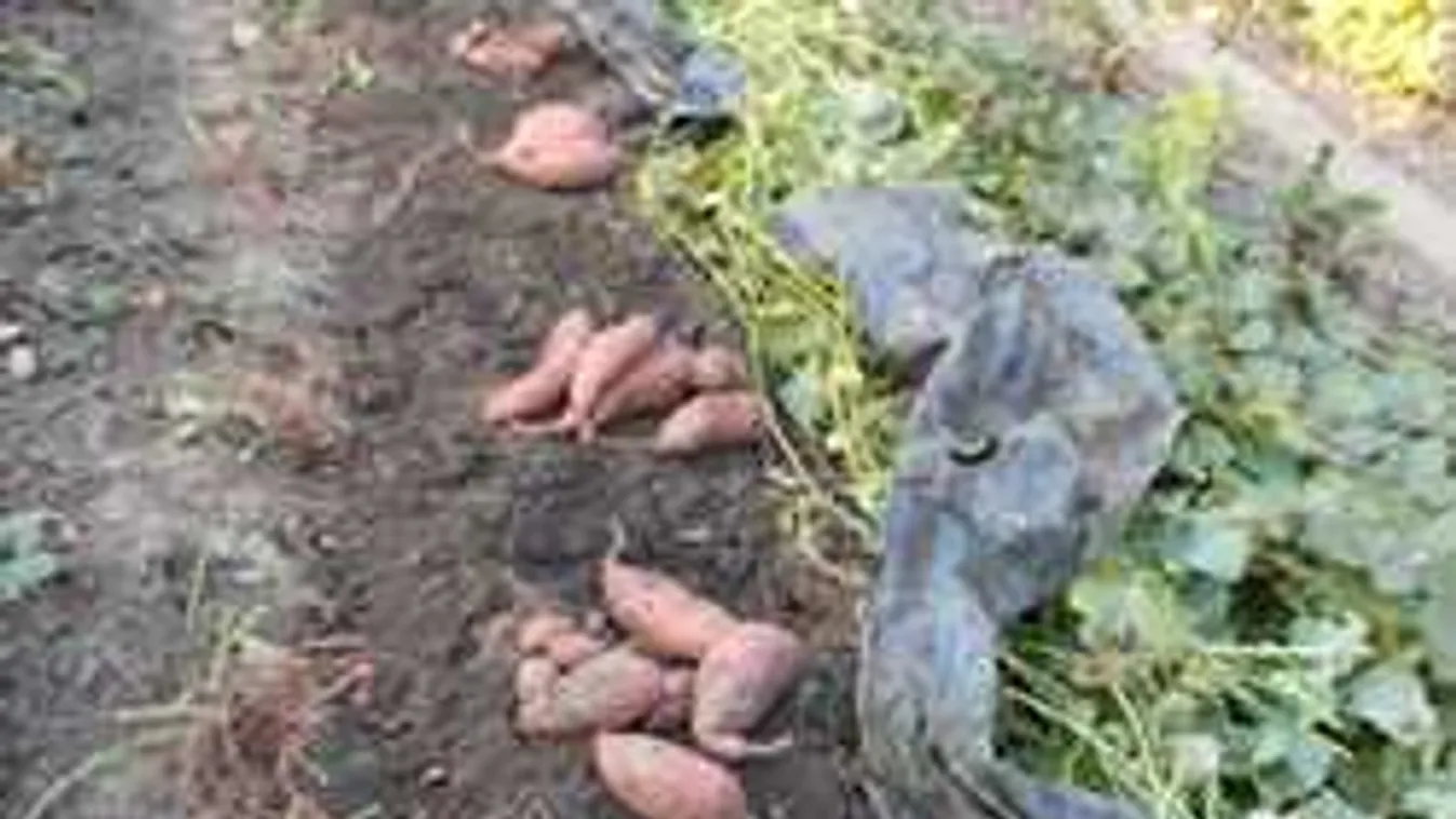 Így lesz tele a kerted édesburgonyával, röhejesen olcsó megoldás