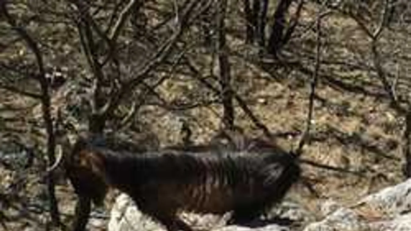 Rejtélyes állat tartja rettegésben a kirándulókat Pest megyében