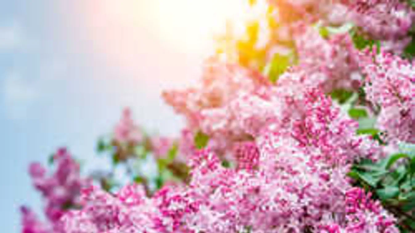 Így marad sokáig vázában is szép az orgona