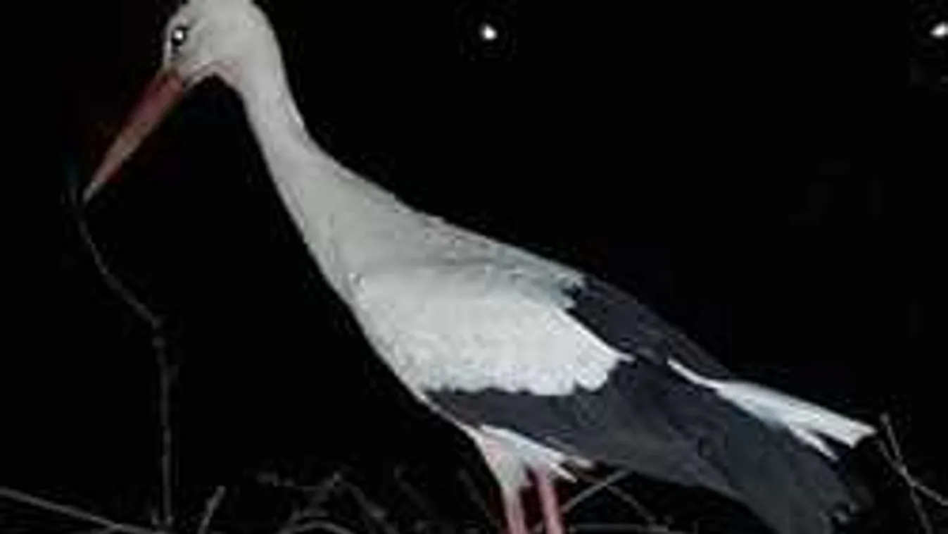 Dráma történt a magyar villanypózna tetején