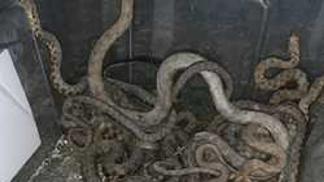 Sokkoló látvány Pest megyében: 34 kígyóra bukkantak egy fészerben