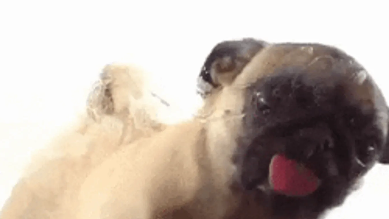 56 kutyát zsúfolt egy autóba a csempész