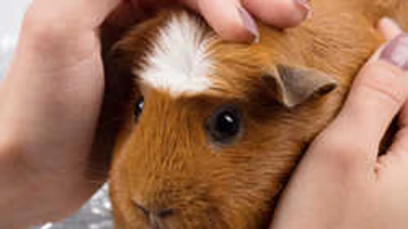 Elképesztő felfedezés: így menti meg az életünket a tengerimalac