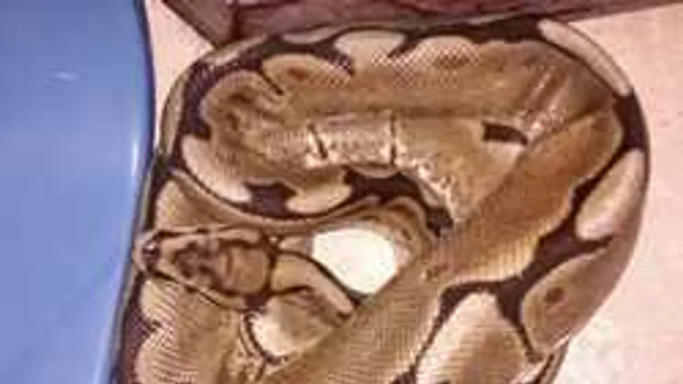 Ijesztő méretű kígyóra bukkantak - sokkoló fotó