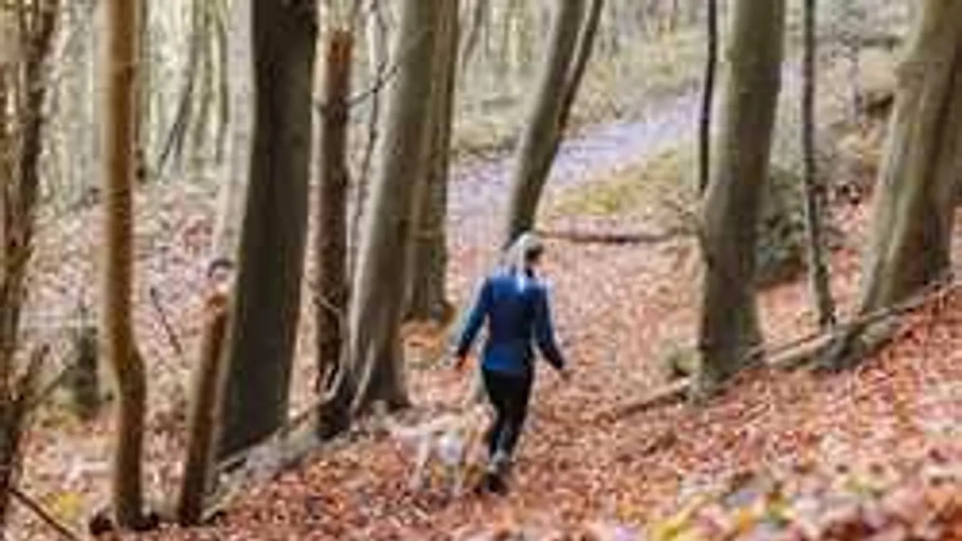 Mától a fél országban tilos kutyát sétáltatni