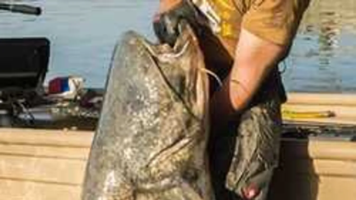 Óriási halszörnyet fogtak ki a Dunából, megdöbbentek a horgászok