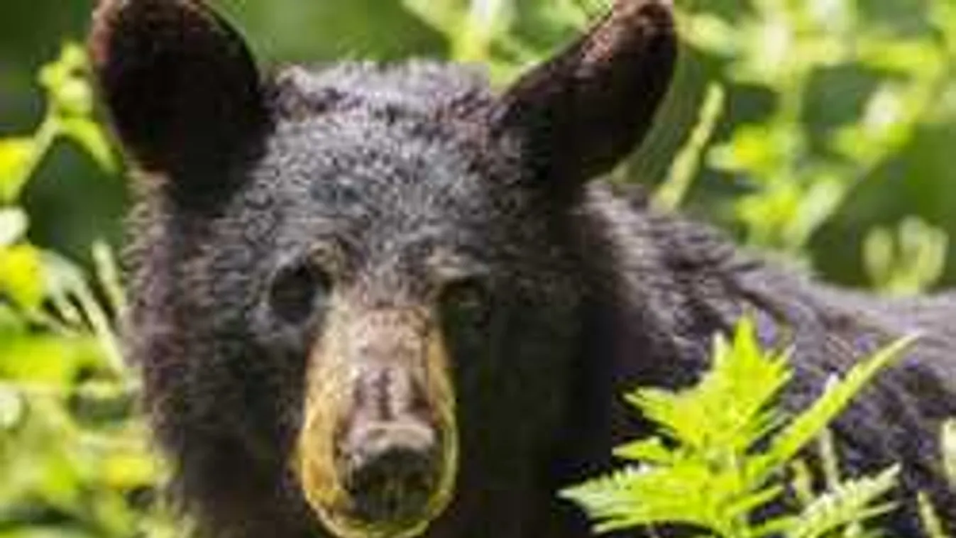 Kibelezett egy autót ez a medve, az ok elképesztő