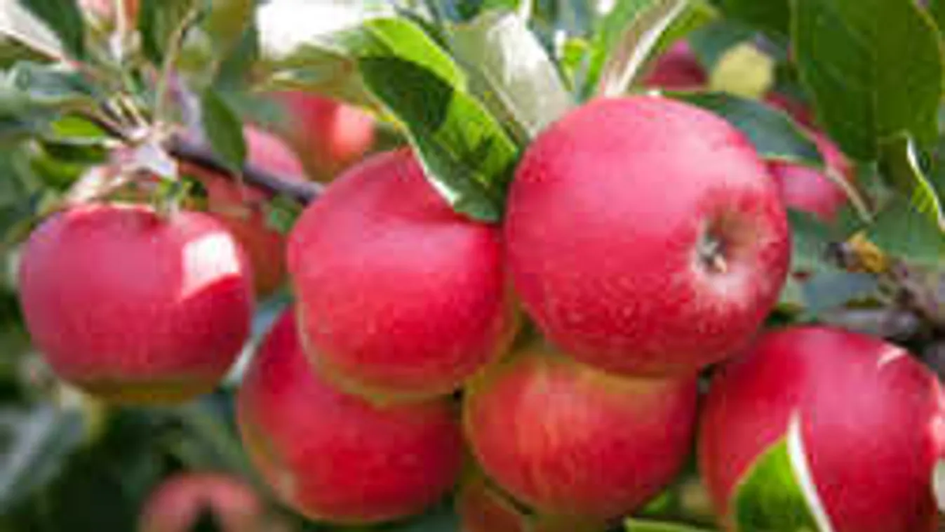 Nagyanyáink csodaszere a kertben, így használd a keserűsót