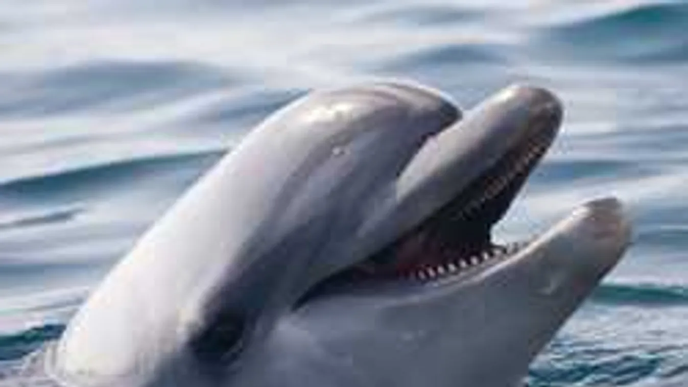 Hihetetlen eredmények: ennek az állatfajnak a nőstényei jobban élvezik a szexet, mint a nők