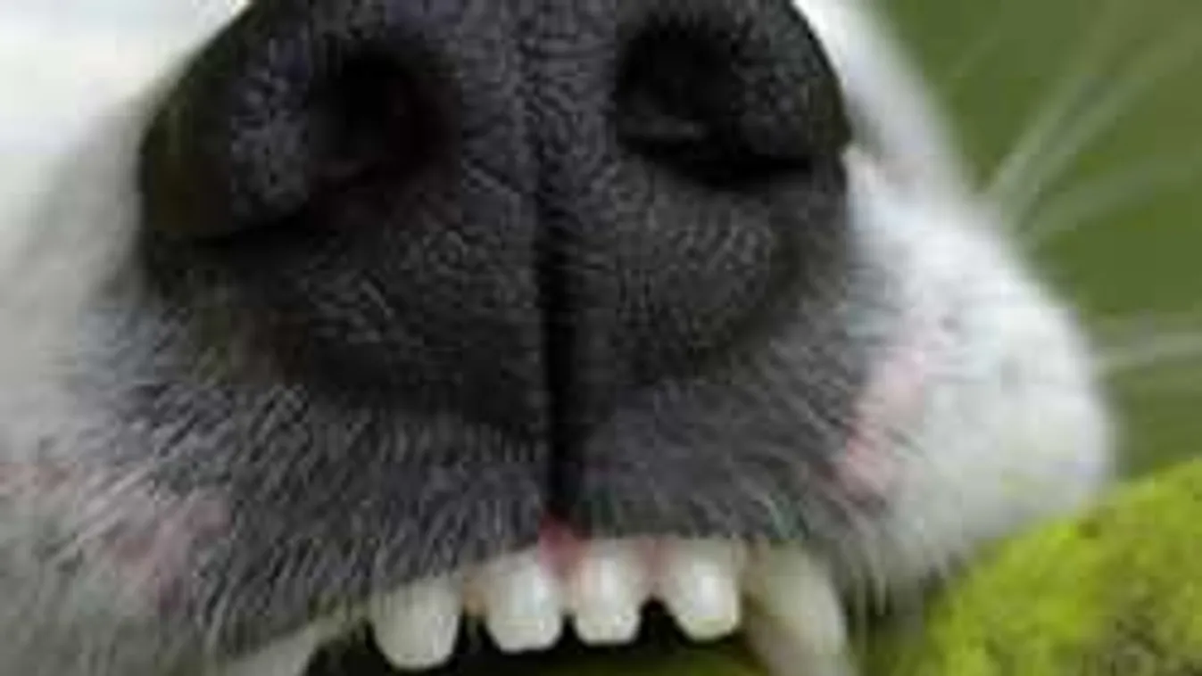 5 éves magyar kislány a brutális, lakótelepi kutyatámadás áldozata