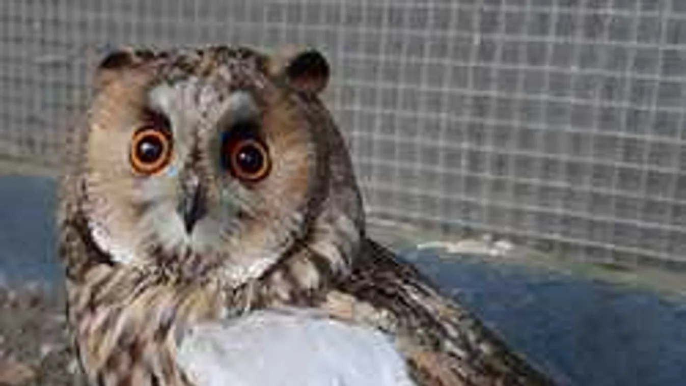 Kötéssel lábadozik az elgázolt Füli