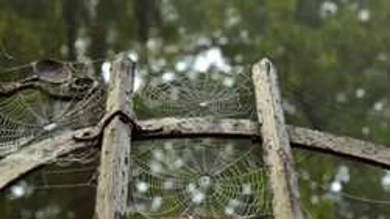 Hátborzongató kutatás, hihetetlen, mire képesek ezek a darazsak