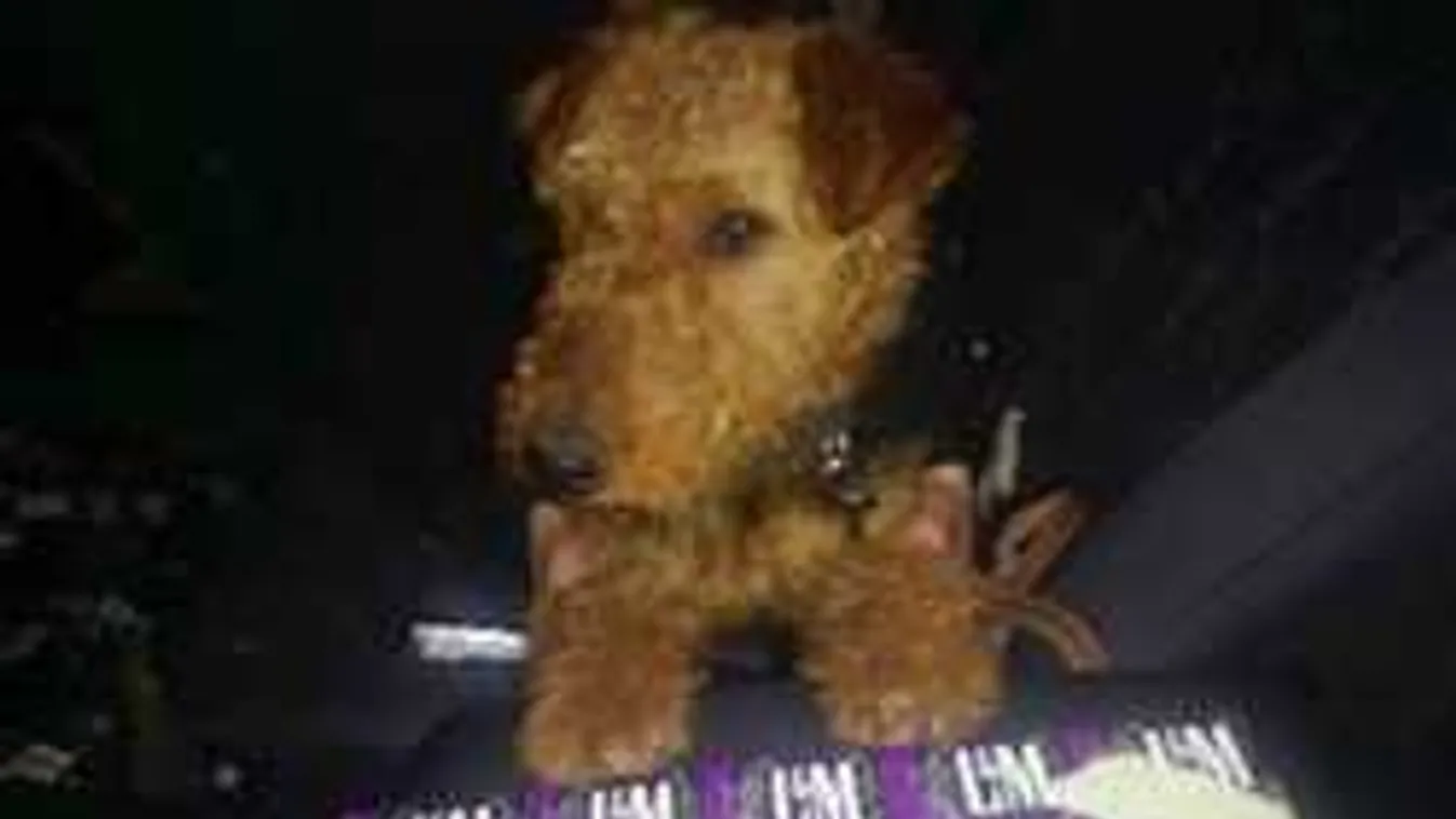 Elképesztő, amire ez a keresőkutya képes