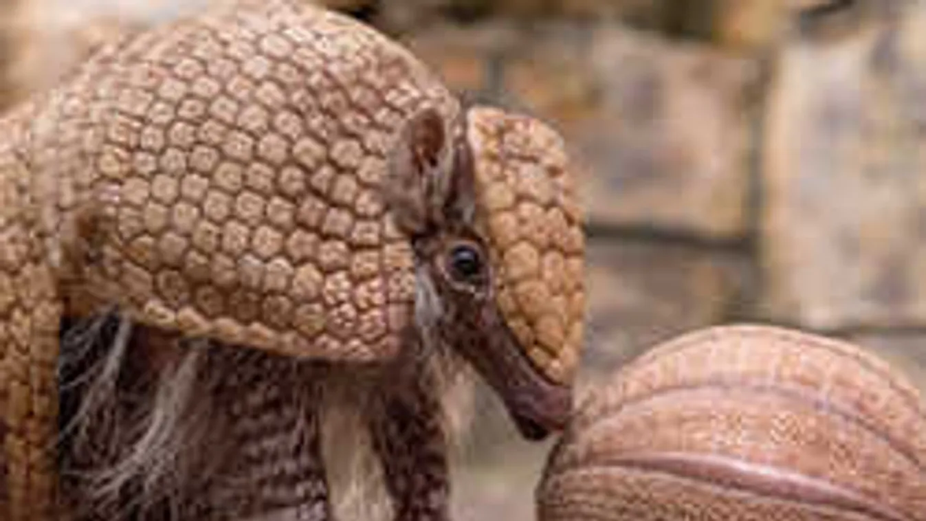 Napi cuki: Õ a budapesti állatkert új sztárja