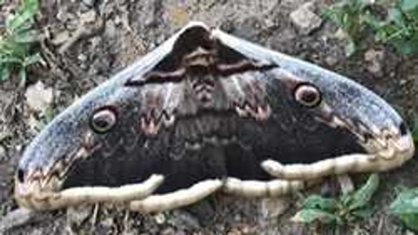 Telefonméretű lepkét fotóztak Nógrád megyében, elképesztő felvétel