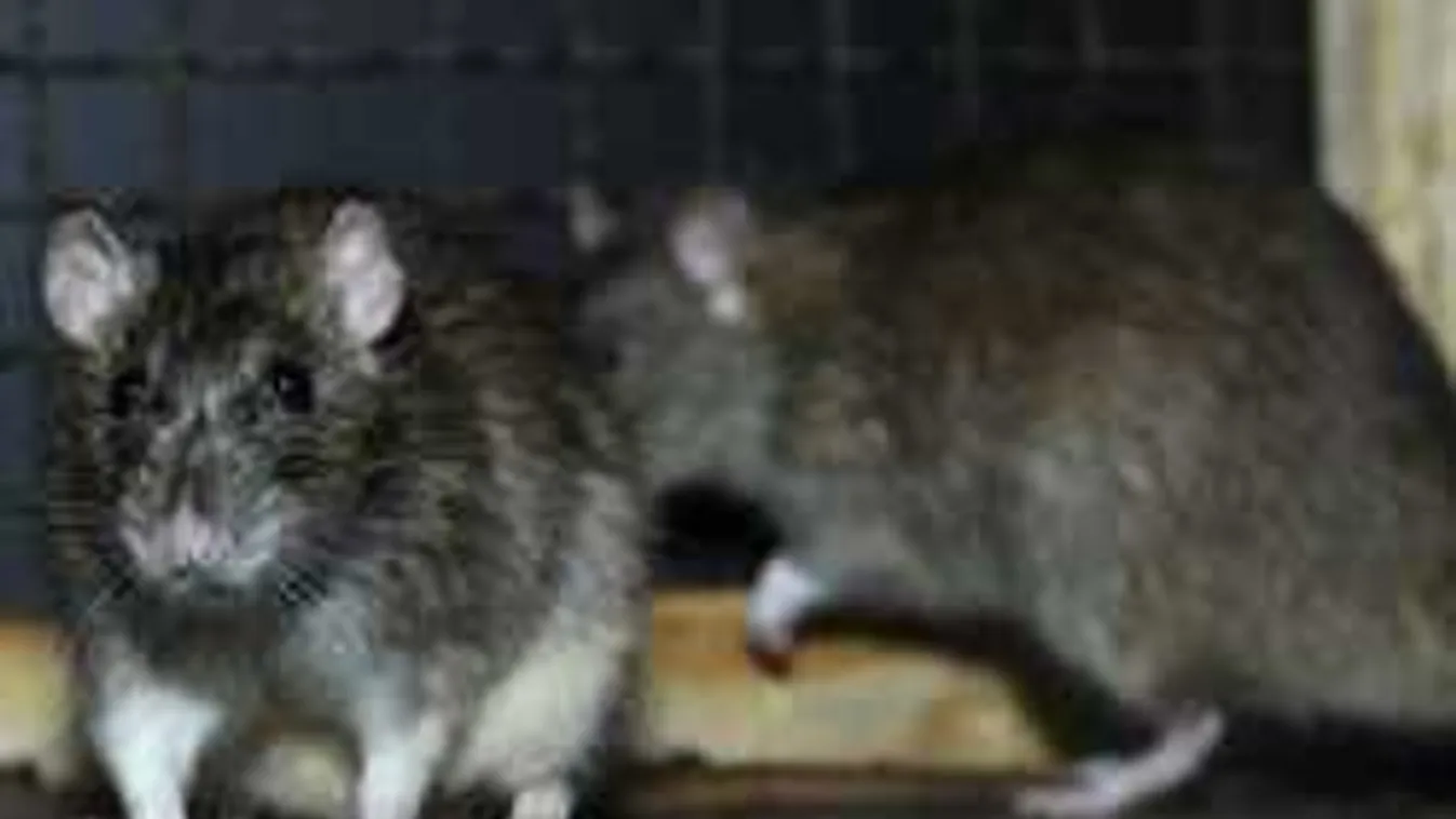 Rémhíreket terjeszt az ellenzék a budapesti patkánykérdésben