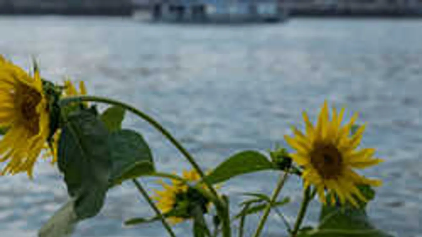 Durva, mit találtak az európai vizekben, a Dunában van a legtöbb belőle