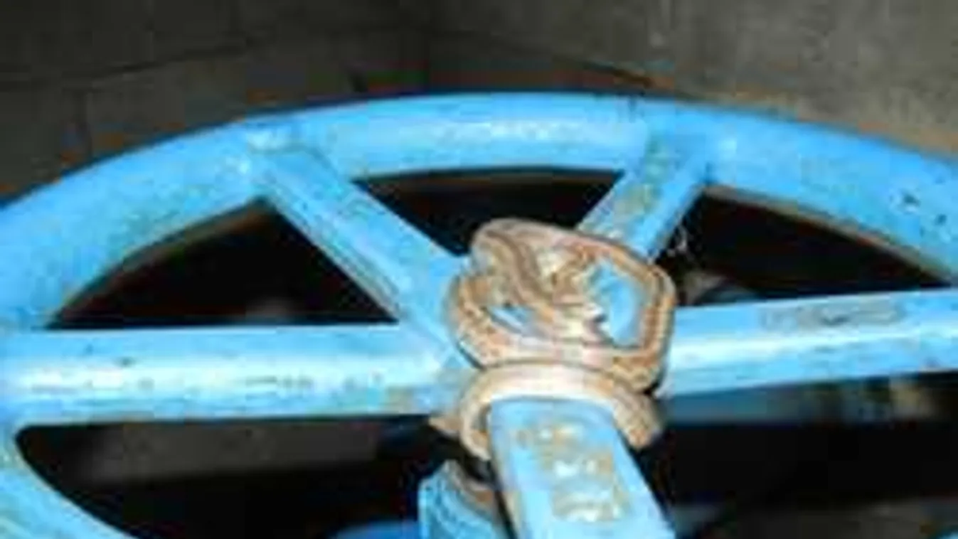 Hátborzongató látvány, hüllők jelentek meg egy áruházban Budapestnél - fotók