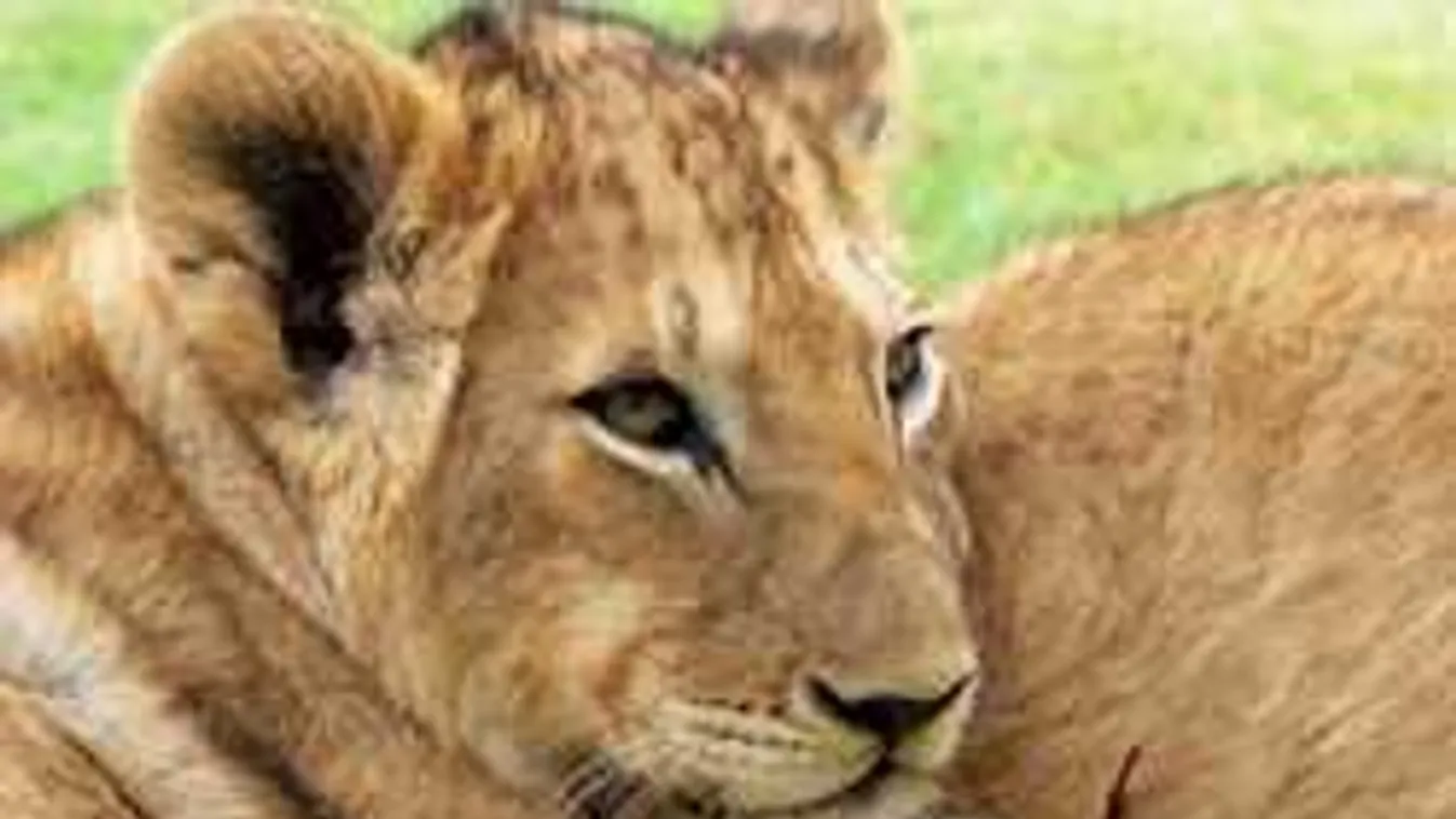 Hét oroszlánt találtak egy érdi tanyán, jó hírek jöttek az állatokról