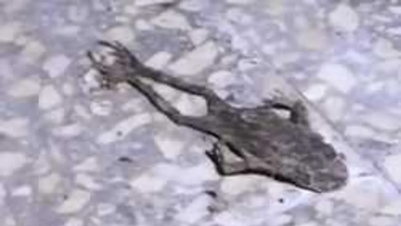 Döbbenetes, amit a Baranya megyei vágóhídon találtak - videó