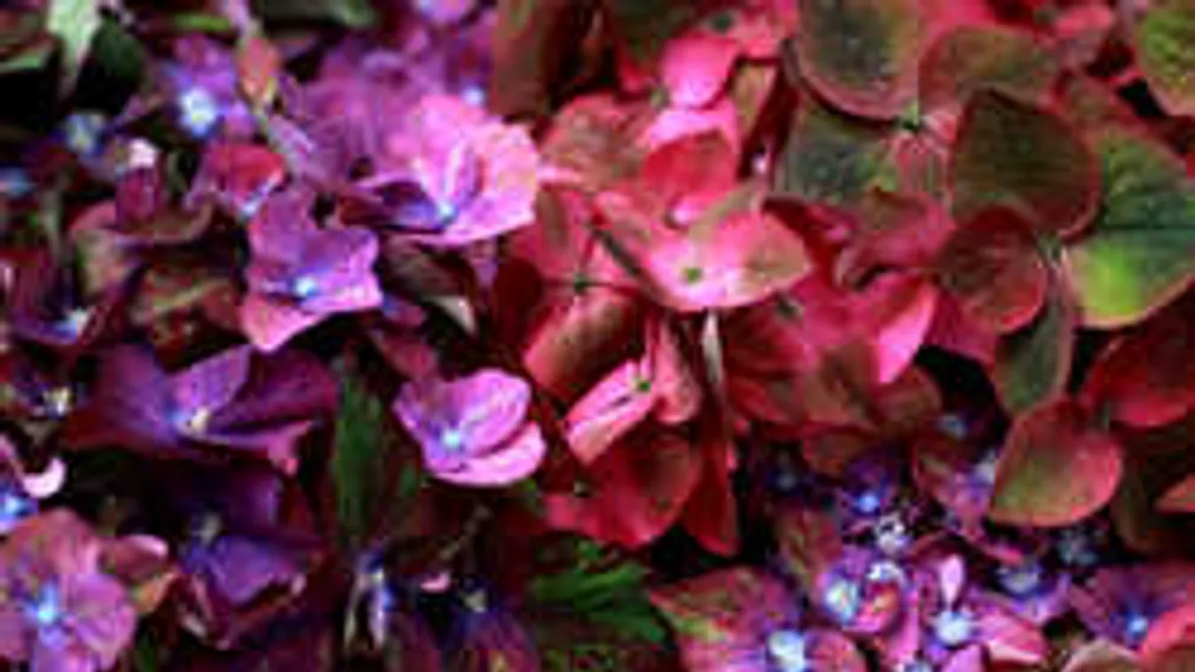 Cserepes hortenziát kaptál? Mutatjuk, mit kell vele tenni!