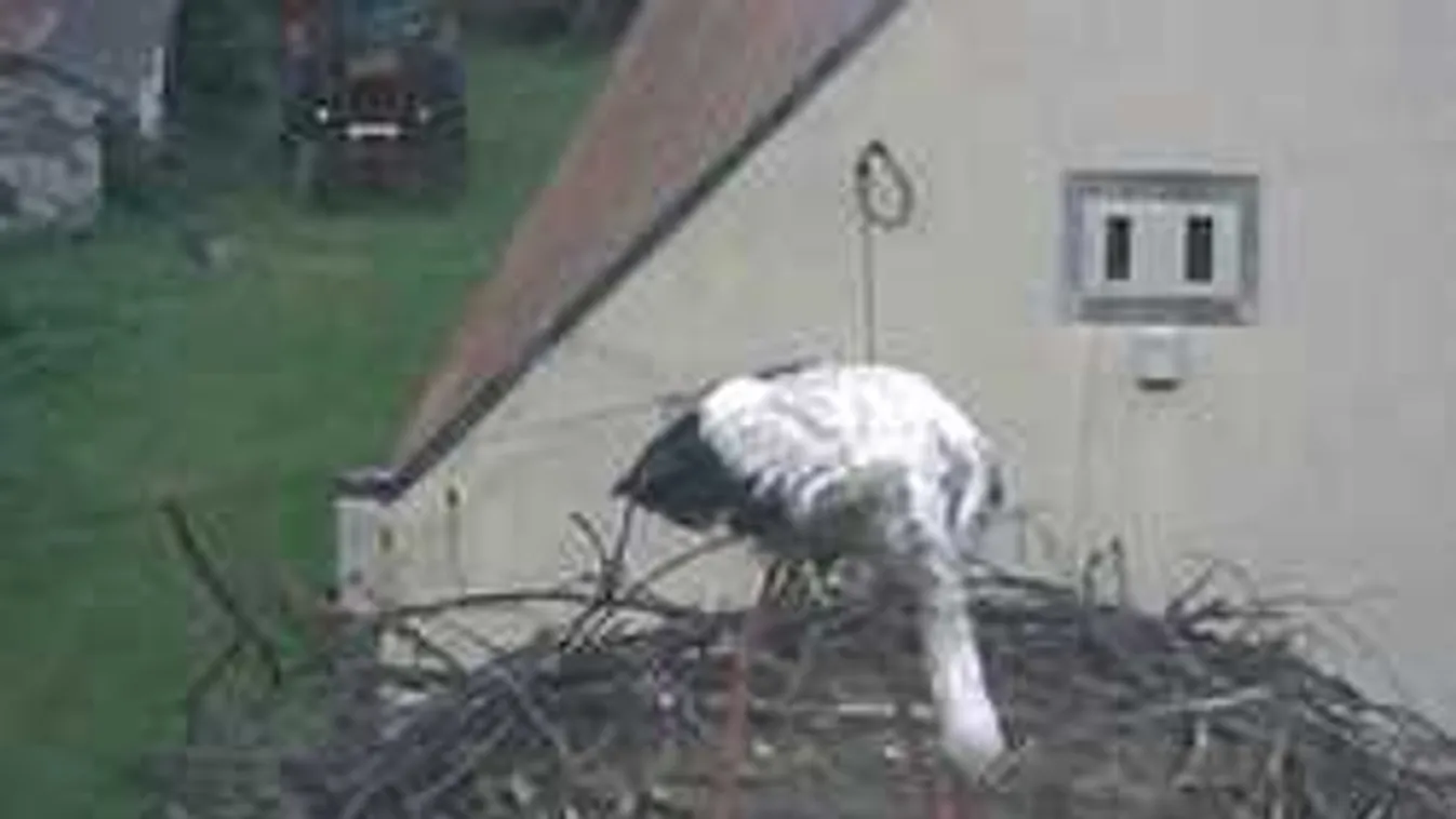 Nagy a felháborodás: Kamera előtt pusztult el 5 kisgólya Bogyiszlón