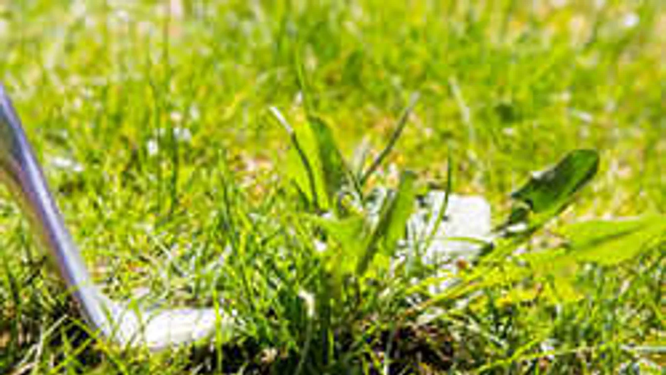 Tombolnak az esős időben a gyomok, ezzel az egyszerű trükkel könnyen kiirthatod