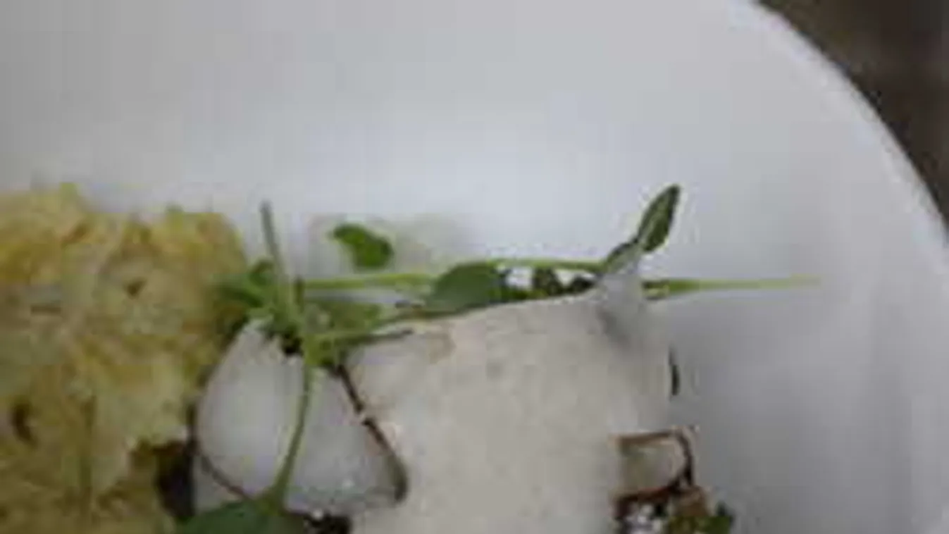 Lefőzte a sztárséfeket az óbudai konyhafőnök