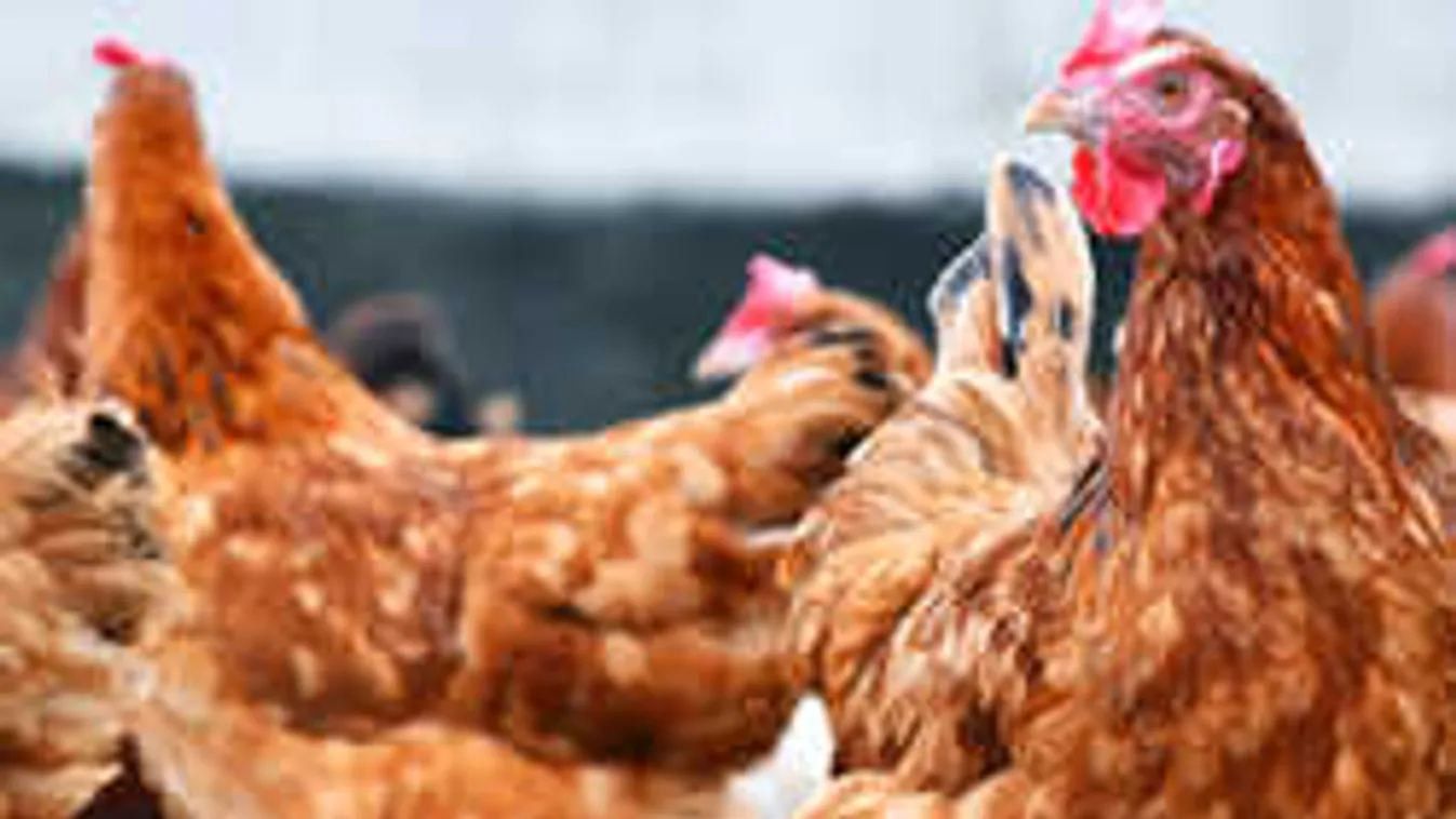 Borzalmas, mit talált tyúkja testében a magyar háziasszony