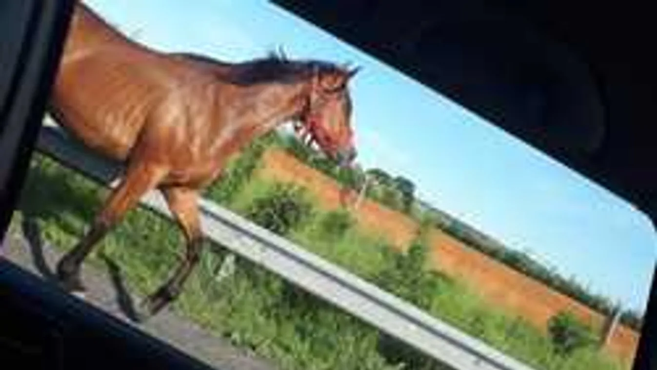 Megszólalt a szemtanú: ezt csinálta a két ló az M7-esen