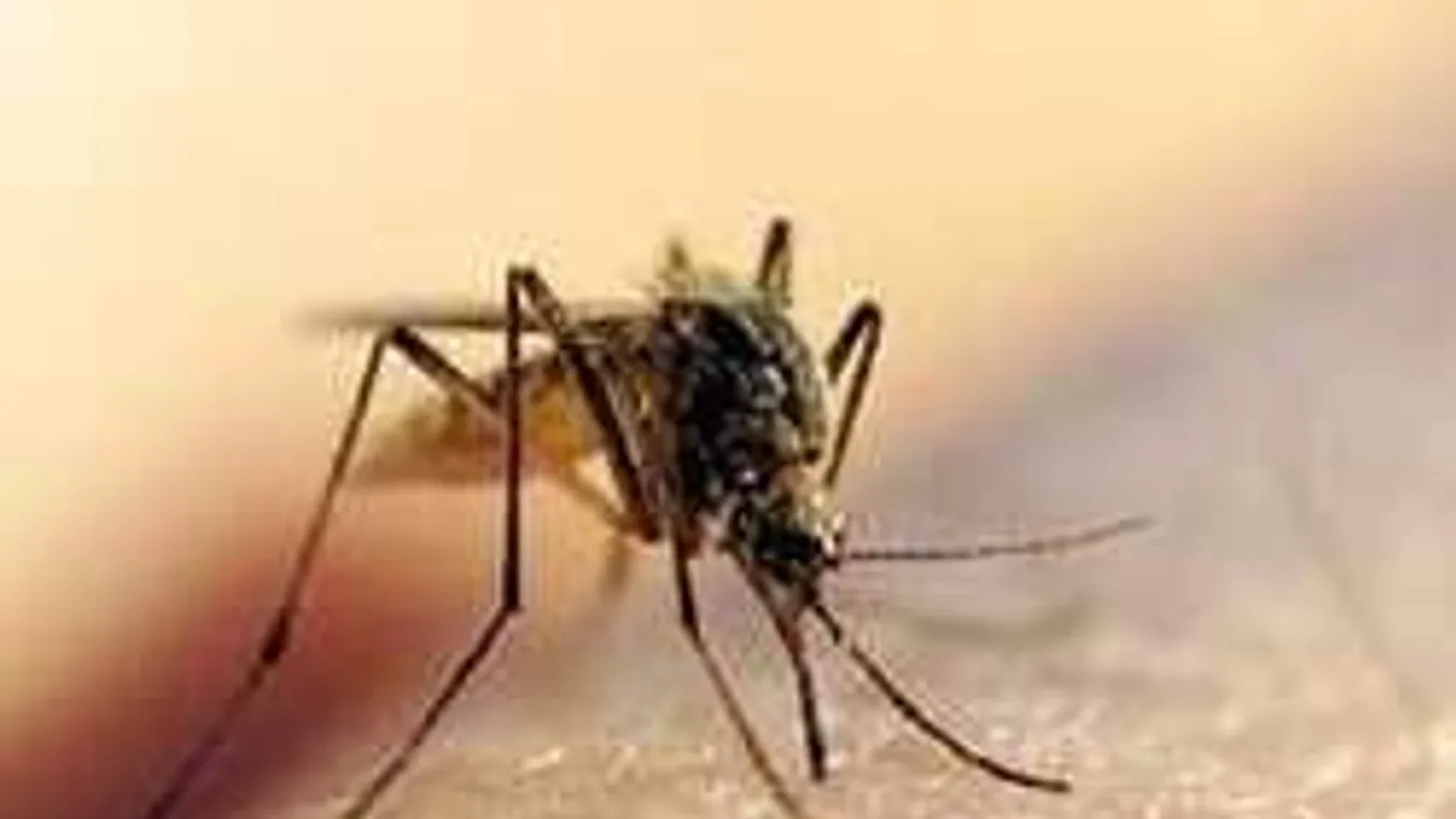 Közeledik a szúnyoginvázió, így tehetsz ellene