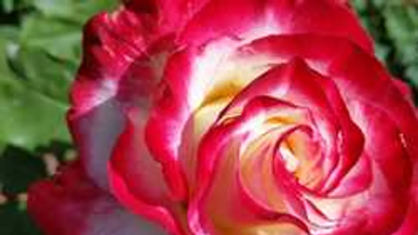 Idén is virágba borul az ország