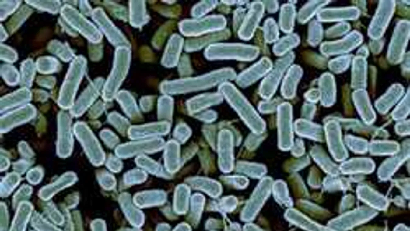 Lenyűgöző, magyar baktériummal értek el óriási áttörést a kutatók