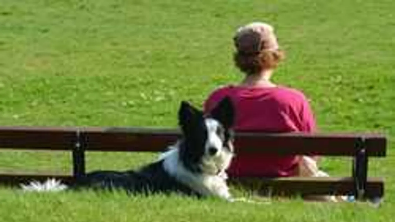 Elképesztő eredményt hozott a kutyákról szóló kutatás