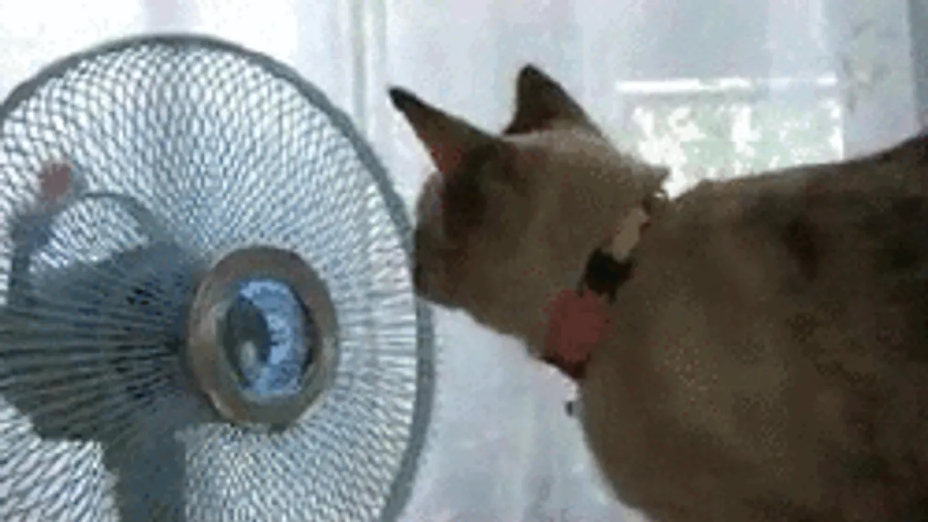 Sosem volt még ilyen hazánkban: a meleg miatt meglepő dolog történt