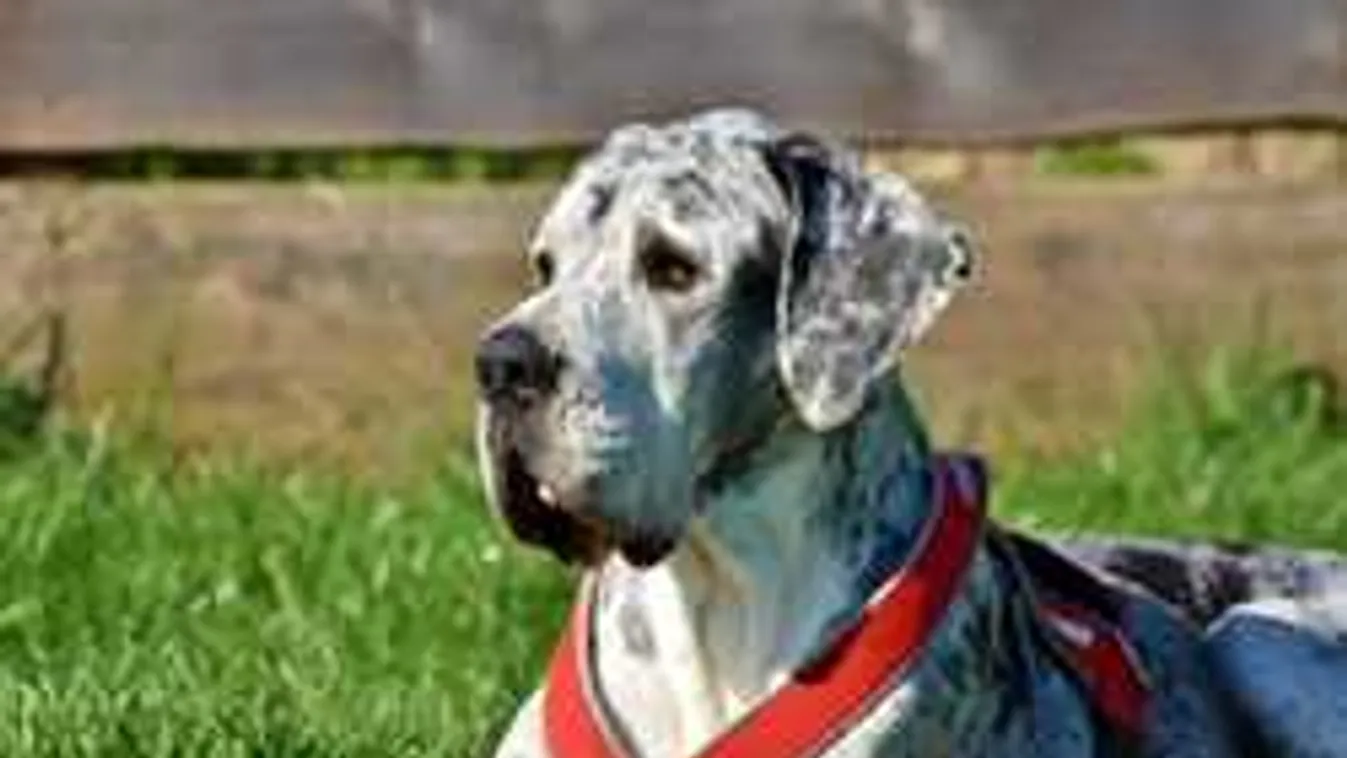 Kitört a kutyaháború! Vizsgáztassák a gazdákat nálunk is?