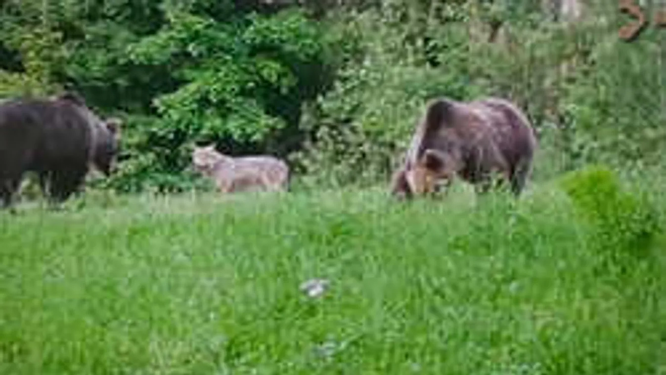 A leskamera felvette: Medvékkel játszott egy farkas Tusnádfürdőn