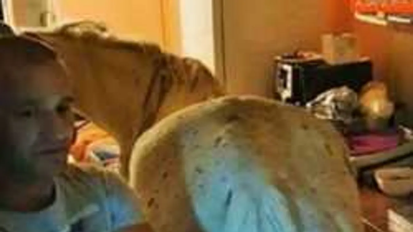 Mit keres egy ló a 4. emeleti garzonlakás konyhájában? - videó