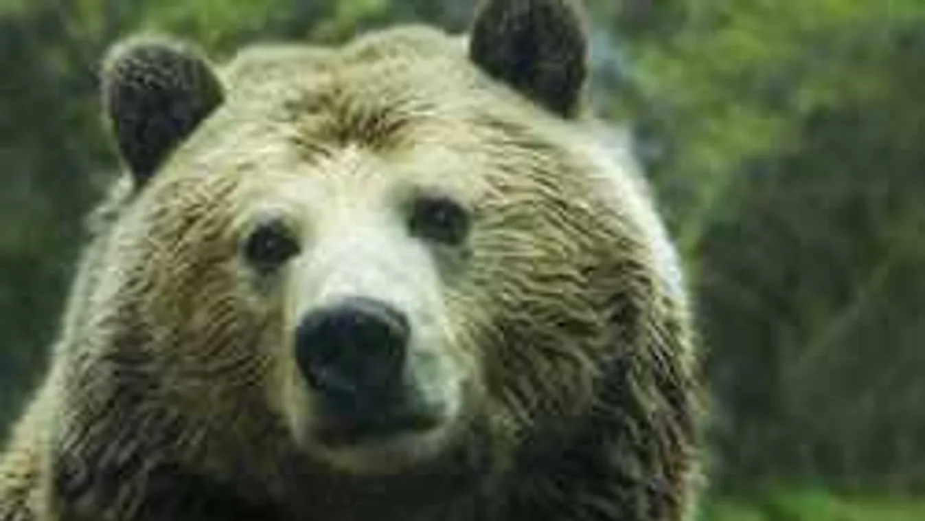 Ennivalóként tárolta egy vadállat, ezen ment keresztül a férfi