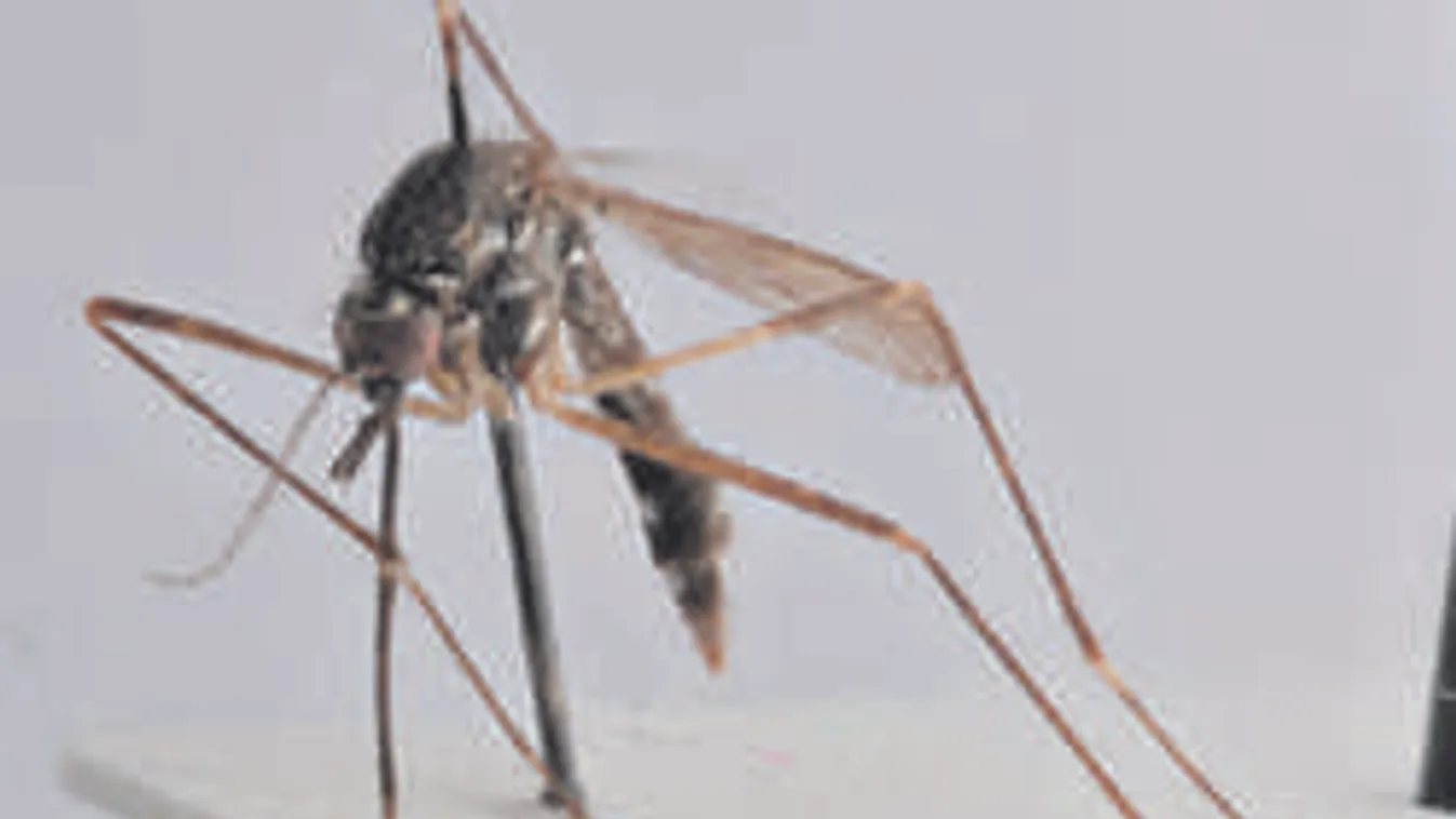 Óriási csípésekkel támadnak itthon is az ázsiai szúnyogok