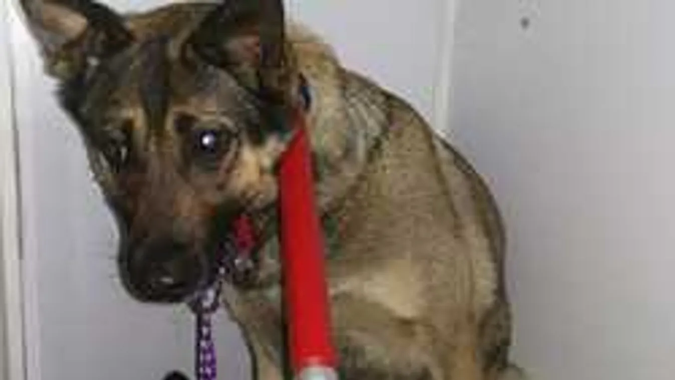 Fia kutyái tépték szét a mozgássérült magyar asszonyt