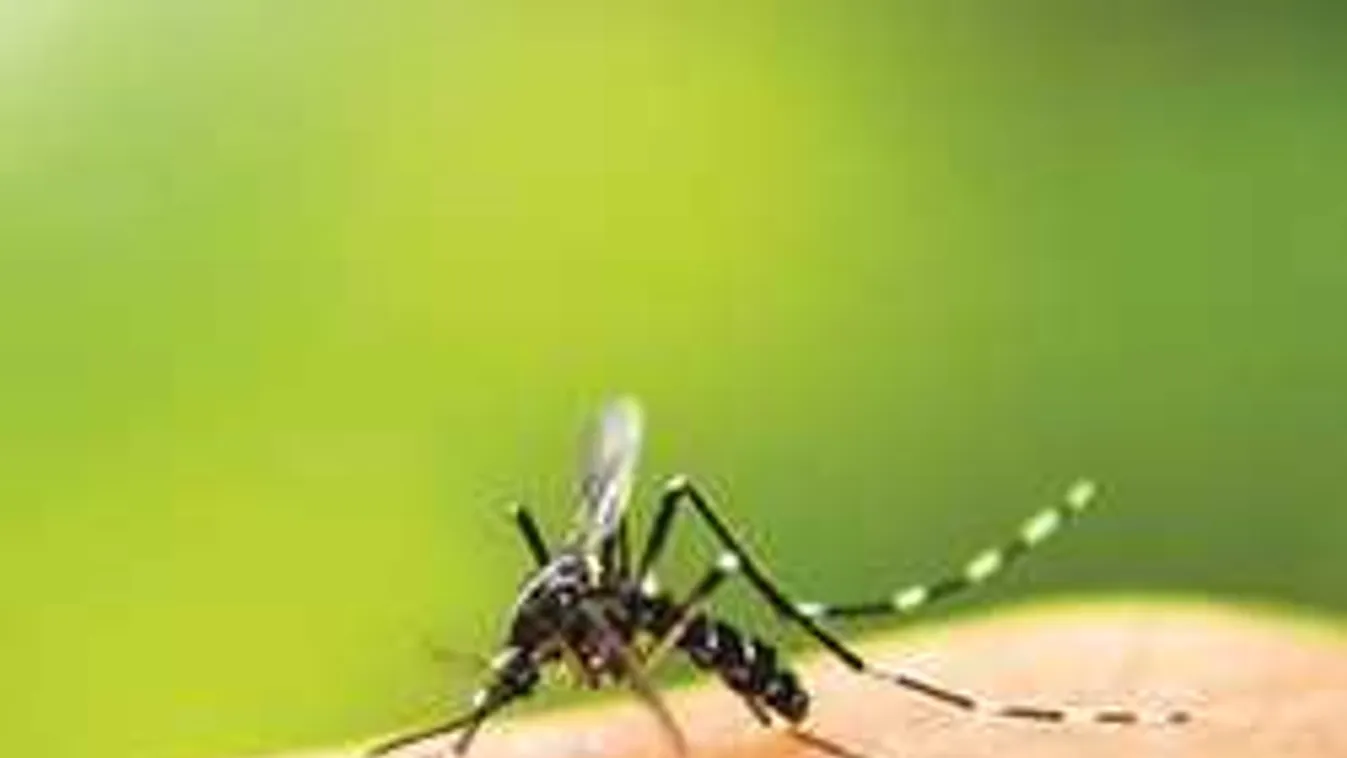 Brutális szúnyoginvázió, ide szórd a szódabikarbónát!